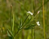 Epilobium pseudorubescens