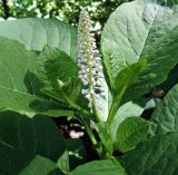 Phytolacca acinosa. Расцветающее соцветие и листья. Москва, Новогиреево, ул. Кусковская, в культуре. 17.06.2015.