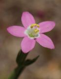 Centaurium pulchellum