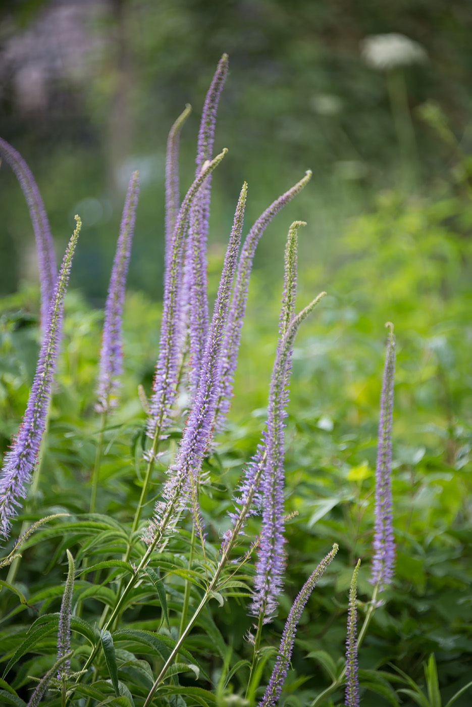 Изображение особи Veronicastrum sibiricum.