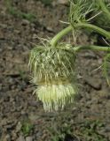 Cirsium echinus