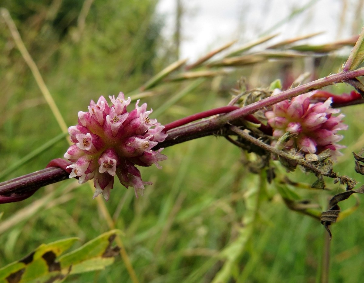 Image of Cuscuta europaea specimen.