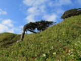 Larix kamtschatica