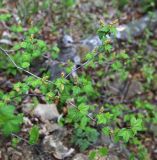 Ribes maximoviczianum. Ветви с соцветиями. Приморский край, окр. г. Владивостока, в широколиственном лесу. 08.05.2020.