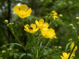 Ranunculus acris