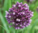 Allium rotundum