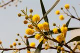 Acacia saligna. Верхушка веточки с соцветиями. Израиль, г. Бат-Ям, в пром. зоне. 13.03.2019.