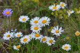 Aster alpinus