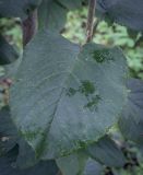 Viburnum lantana