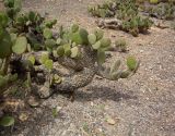 Opuntia microdasys