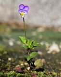 Viola tricolor. Цветущее растение. Приморский край, г. Владивосток, ул. Маковского, 142, на крыше лабораторного корпуса, среди мхов на искусственном покрытии, под кондиционером. 10.08.2022.