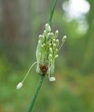 Allium oleraceum