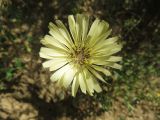 Lactuca tuberosa