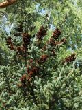 Picea glauca