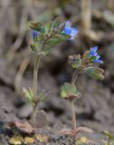 Veronica triphyllos