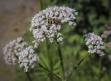 Valeriana wolgensis. Соцветие с питающимся жуком Trichius fasciatus. Пермский край, г. Пермь, Кировский р-н, кладбище \"Закамское\", газон. 25.06.2023.