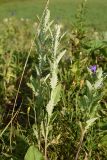 Senecio grandidentatus