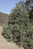 Juniperus excelsa. Боковая ветвь растения с шишкоягодами. Крым, Карадагский заповедник, Тумановая балка, шибляк. 3 октября 2023 г.