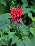 Monarda didyma