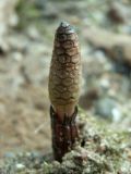 Equisetum arvense