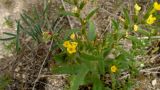 Arnebia decumbens