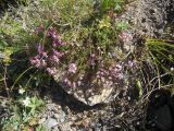 Asperula abchasica