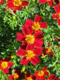 Tagetes tenuifolia. Соцветия. Германия, Бавария, Средняя Франкония, г. Нюрнберг, Нюрнбергская крепость, клумба. 28.06.2012.