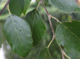 Betula nigra. Листья. Нидерланды, г. Venlo, \"Floriada 2012\". 11.09.2012.