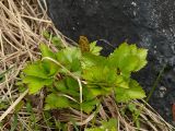 Ligusticum scoticum. Растение в начале вегетации. Мурманская обл., Североморский р-н, берег Кольского залива, окр. пос. Росляково. 17.05.2009.