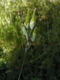 Cerastium perfoliatum. Верхушка растения со вскрывшимся и невскрывшимися плодами. Украина, г. Запорожье, пос. Солнечный, возле Института масличных культур. 26.04.2013.