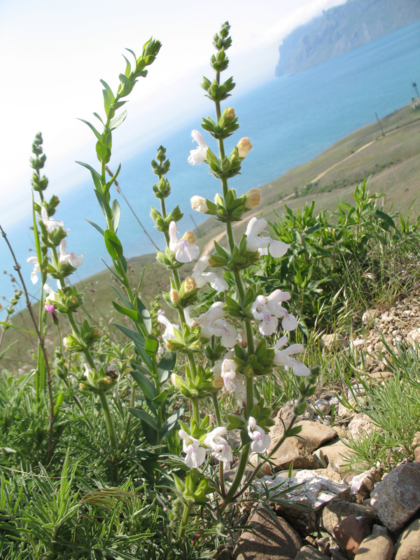 Image of Salvia scabiosifolia specimen.