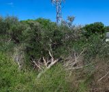 Melaleuca nesophila. Цветущее и плодоносящее дерево. Израиль, Шарон, г. Герцлия, в культуре. 26.05.2013.