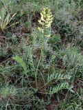 Astragalus refractus