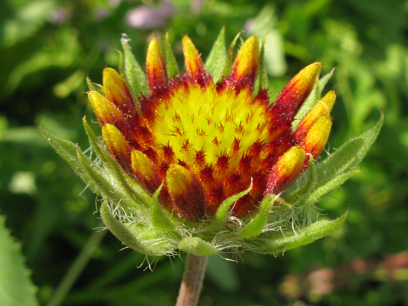 Изображение особи род Gaillardia.