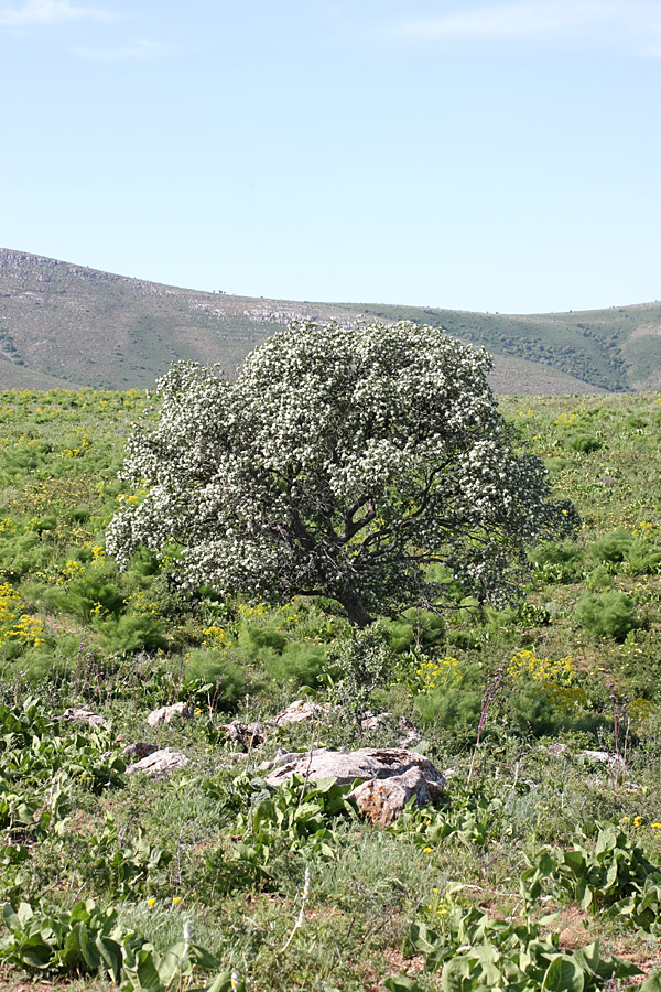 Изображение особи Crataegus pontica.