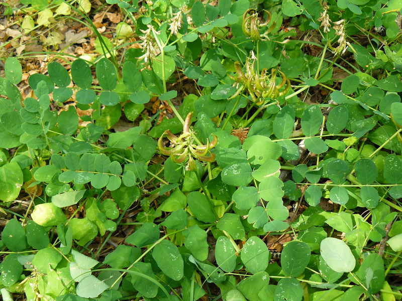 Изображение особи Astragalus glycyphyllos.