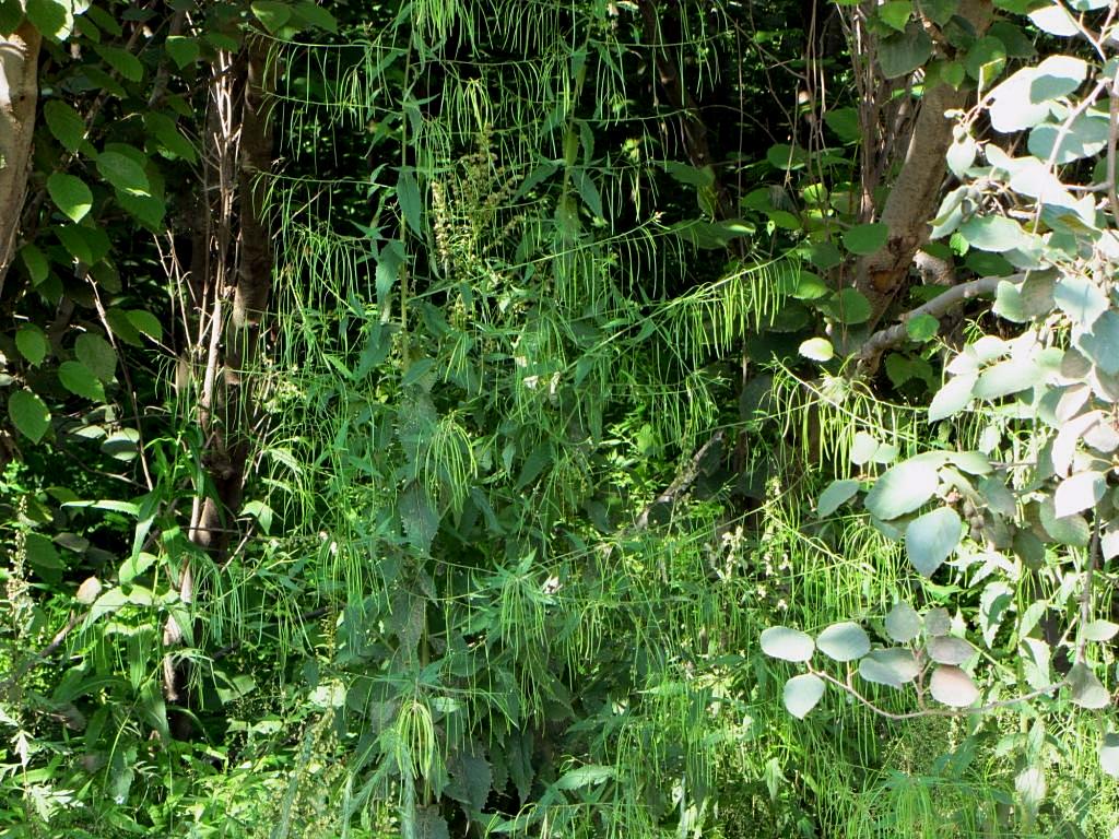 Image of Arabis pendula specimen.