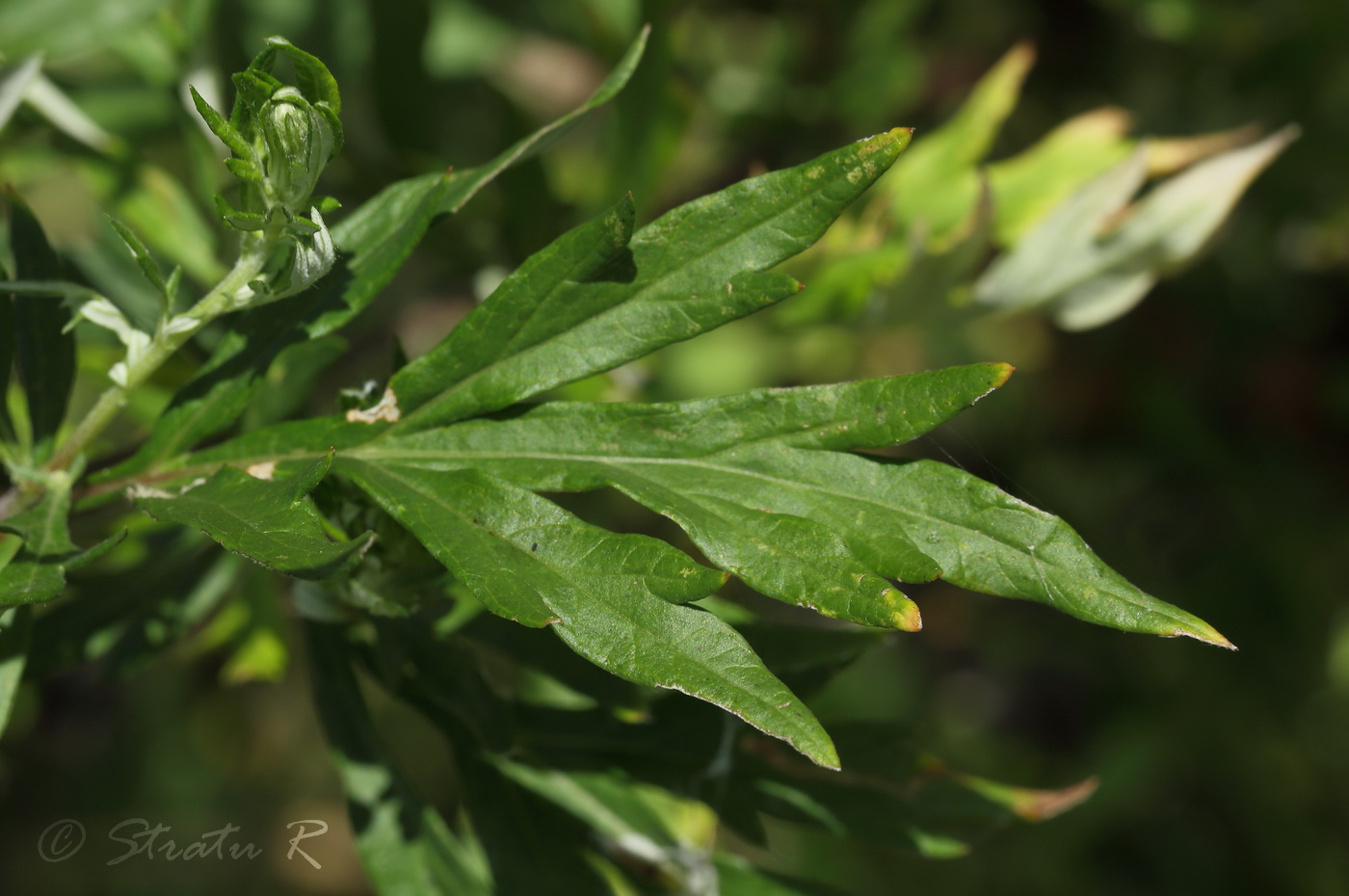 Изображение особи Artemisia vulgaris.