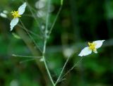 Epimedium stellulatum