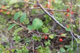 Cotoneaster cinnabarinus. Побег с плодами. Кольский п-ов, Кандалакшский берег Белого моря, каменистая коса. 03.08.2014.