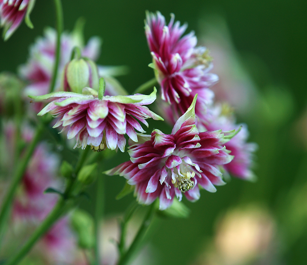 Изображение особи Aquilegia vulgaris var. stellata.