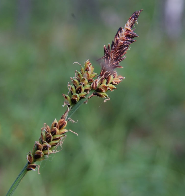 Изображение особи Carex arctisibirica.