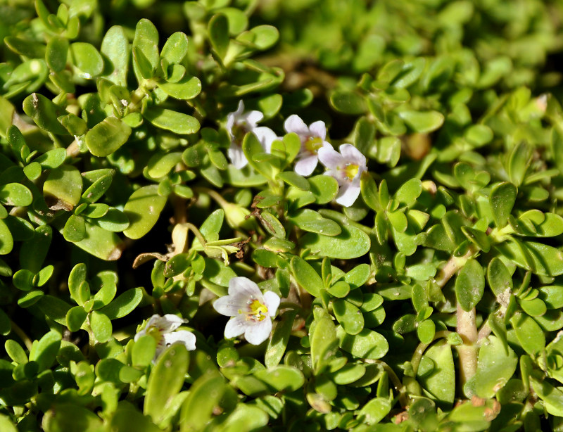 Изображение особи Bacopa monnieria.