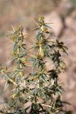 Xanthium spinosum. Верхушка плодоносящего растения. Южный Казахстан, горы Алатау (Даубаба), степное подножье. 11.08.2014.