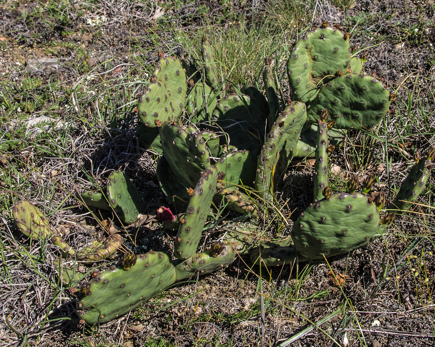 Изображение особи Opuntia humifusa.