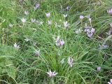 Colchicum autumnale