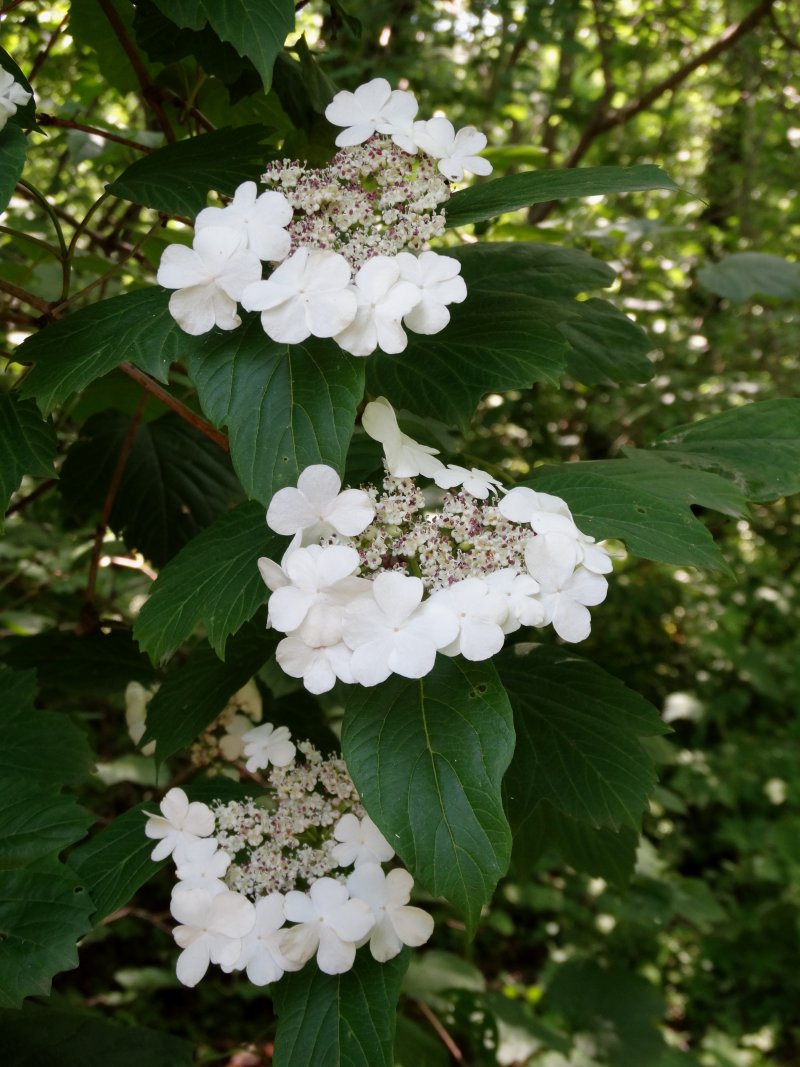 Image of Viburnum sargentii specimen.