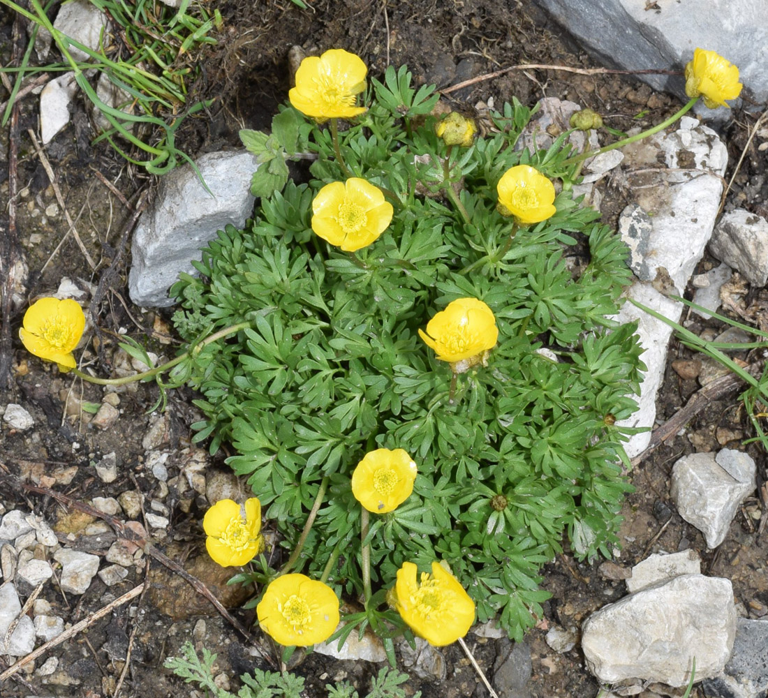 Изображение особи Ranunculus rufosepalus.