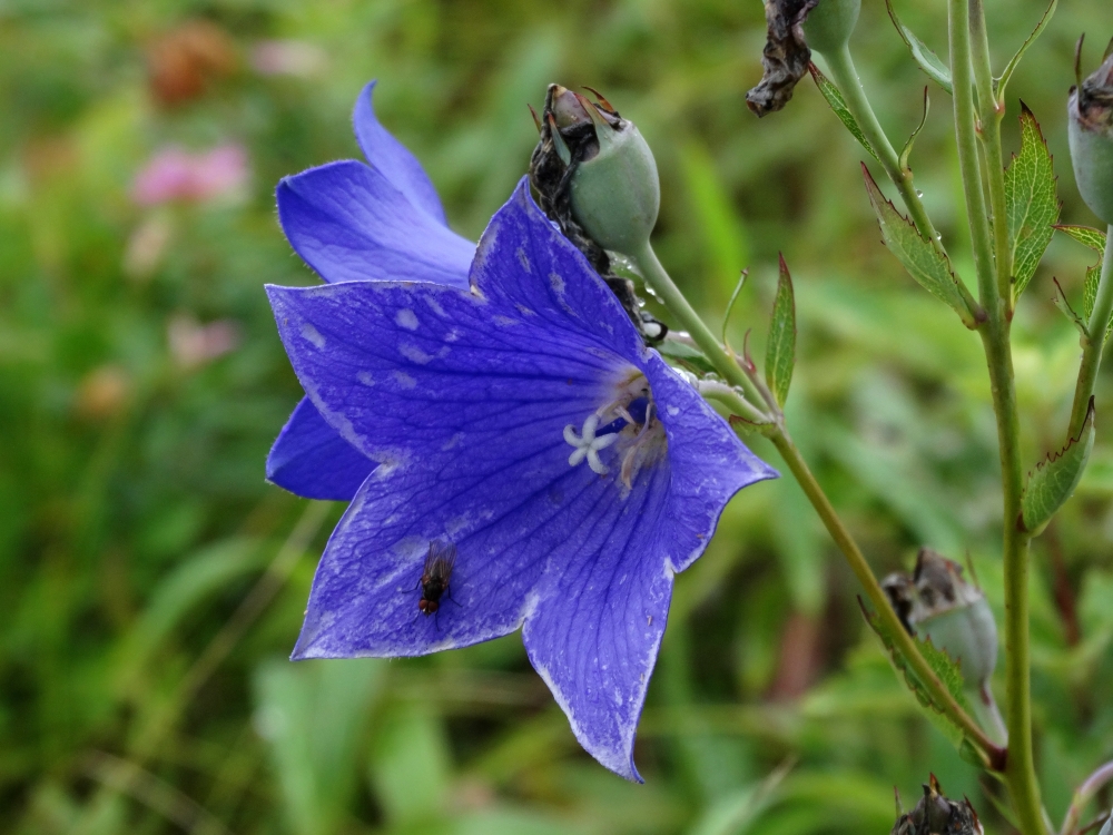 Изображение особи Platycodon grandiflorus.