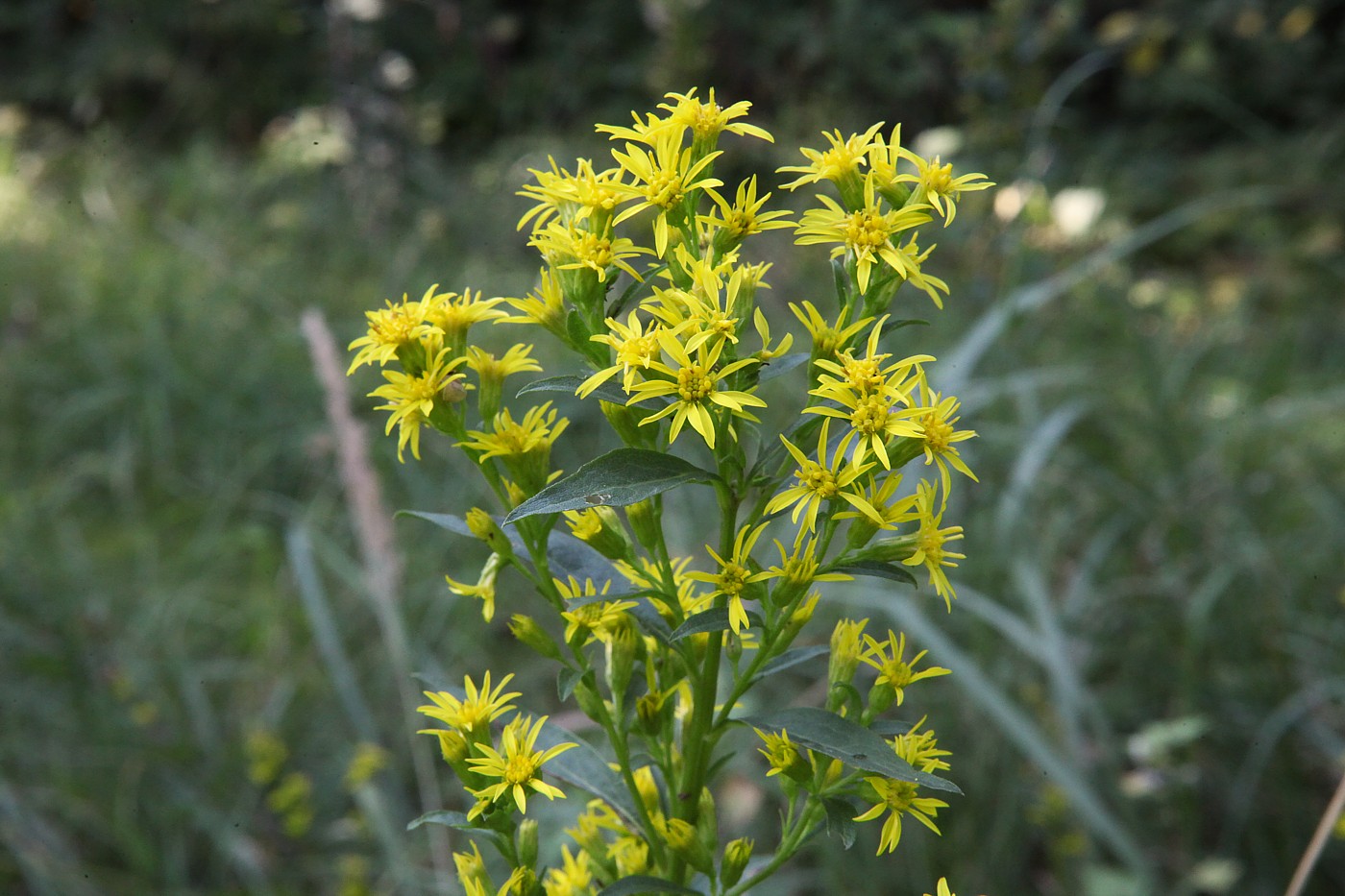 Изображение особи Solidago virgaurea.